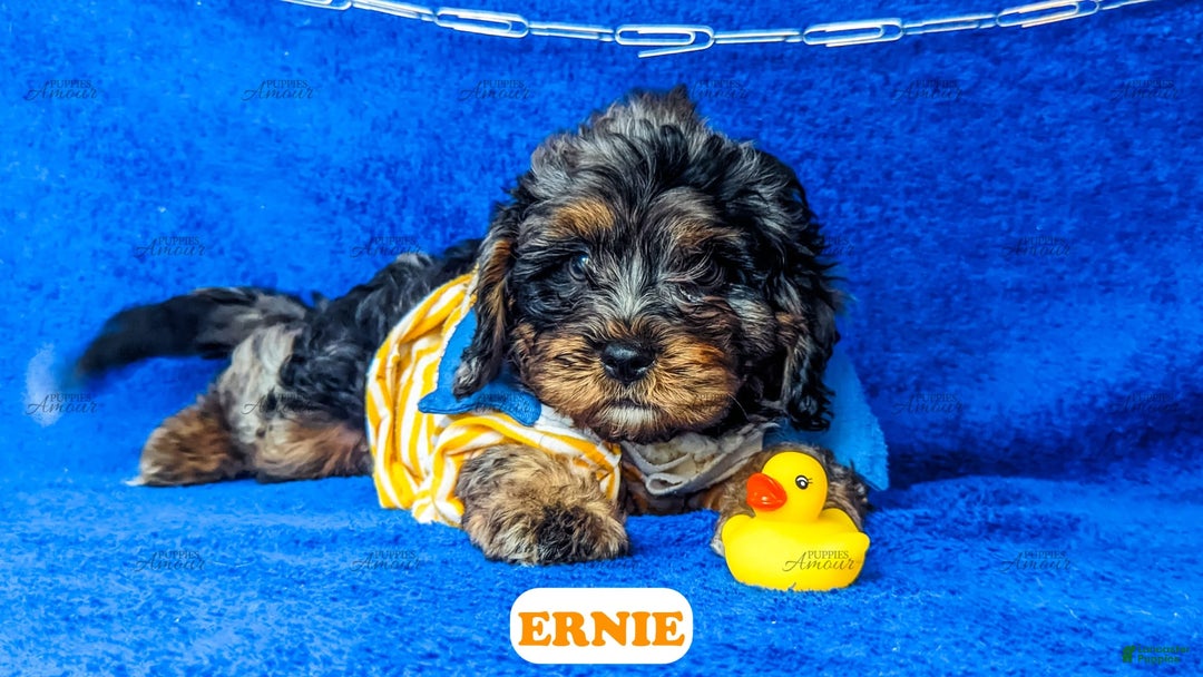 Cavapoo dogs for sale: Ernie - Image 12