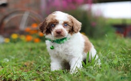 Miniature Poodle dogs for sale: Biscuit - Image 6