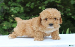 Miniature Poodle dogs for sale: Andre - Image 6