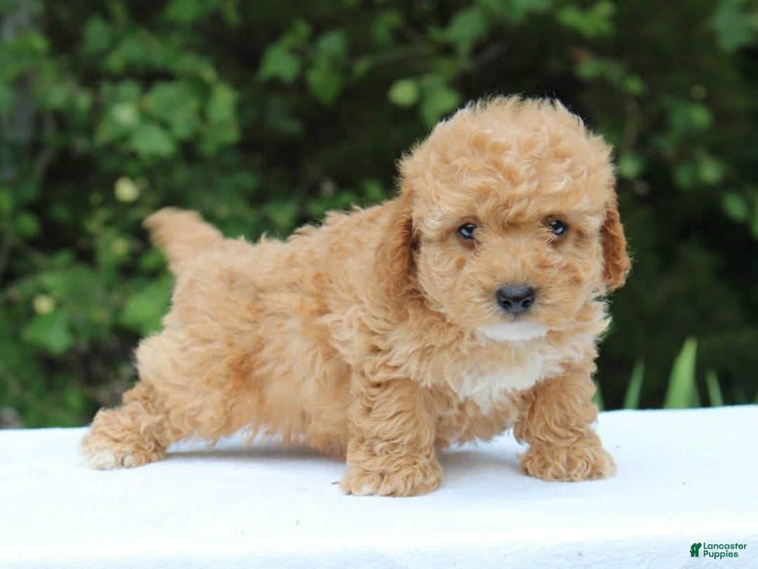 Miniature Poodle dogs for sale: Andre - Image 6