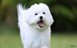 Maltese dogs for sale: Avi - Image 2