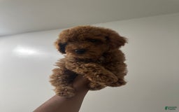 Miniature Poodle dogs for sale: Prince - Image 1