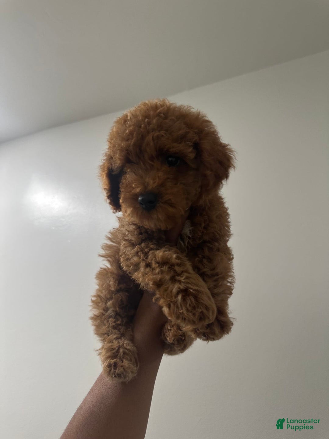 Miniature Poodle dogs for sale: Prince - Image 1