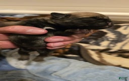 Pug dogs for sale: Dwight - Image 1