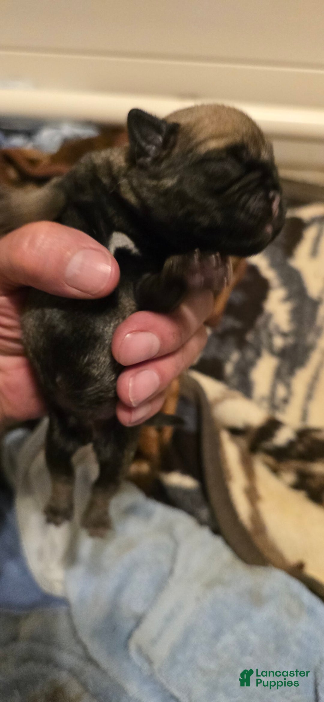 Pug dogs for sale: Dwight - Image 1