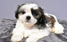 Shih Tzu dogs for sale: Uberta - Image 1