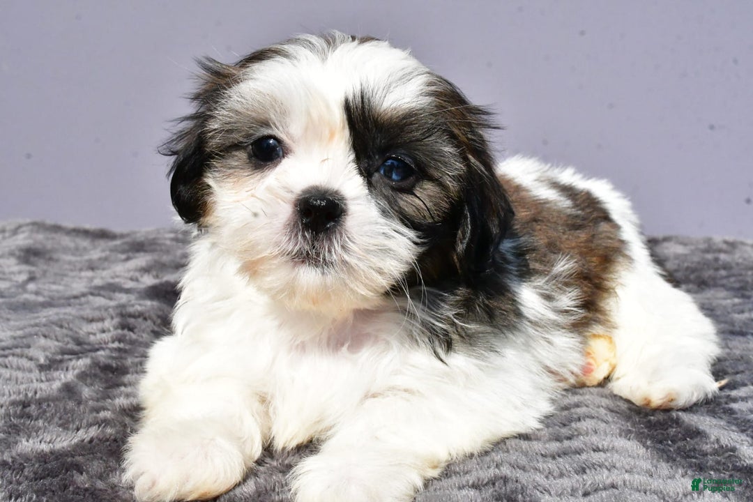 Shih Tzu dogs for sale: Uberta - Image 1