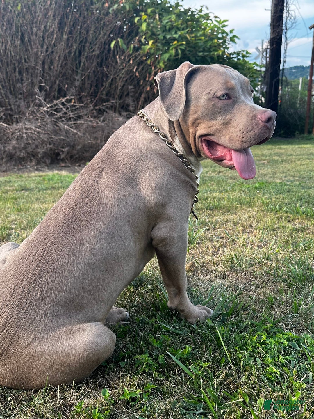 American Bully dogs for sale: Raine - Image 12