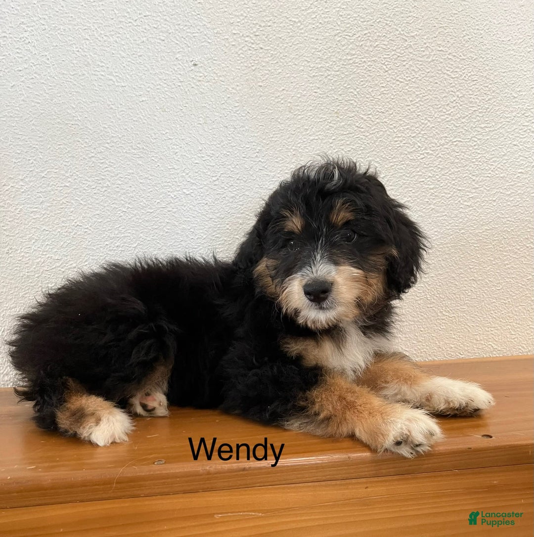 Mini Aussiedoodle dogs for sale: Wendy - Image 2