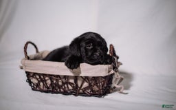 Goldador dogs for sale: Blue - Image 3