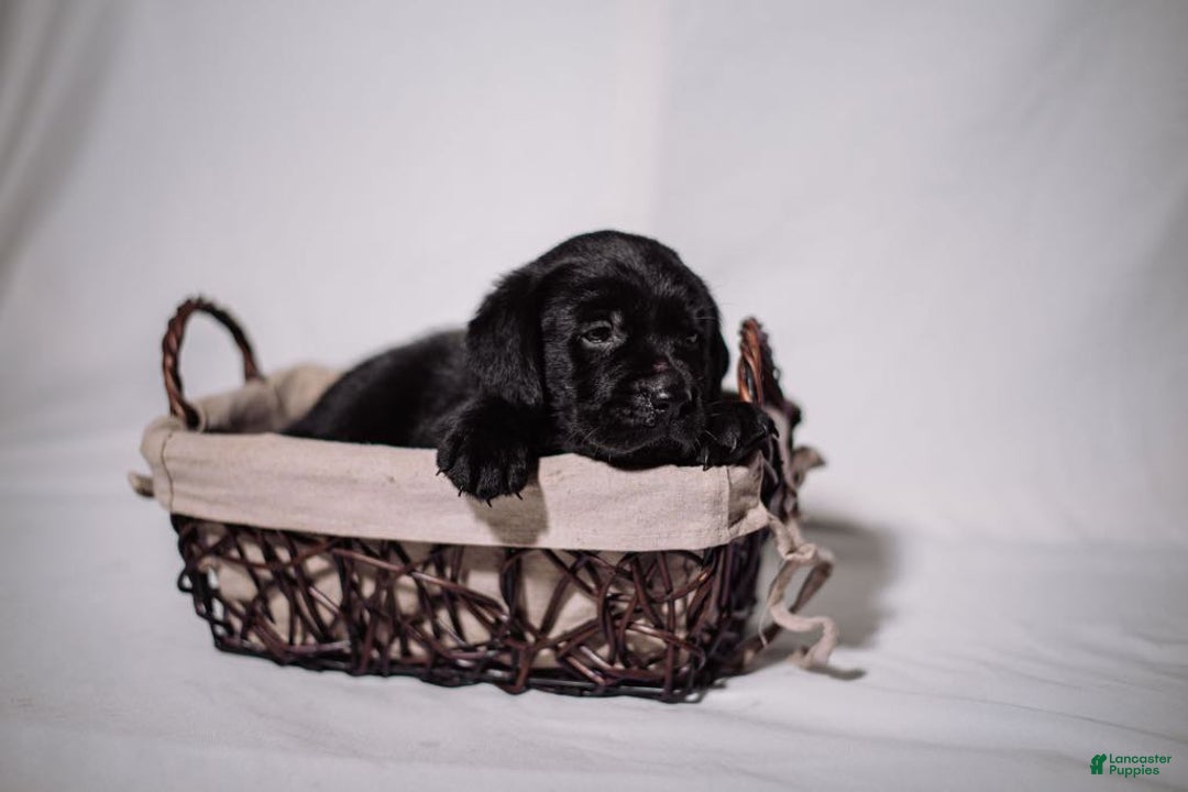Goldador dogs for sale: Blue - Image 3