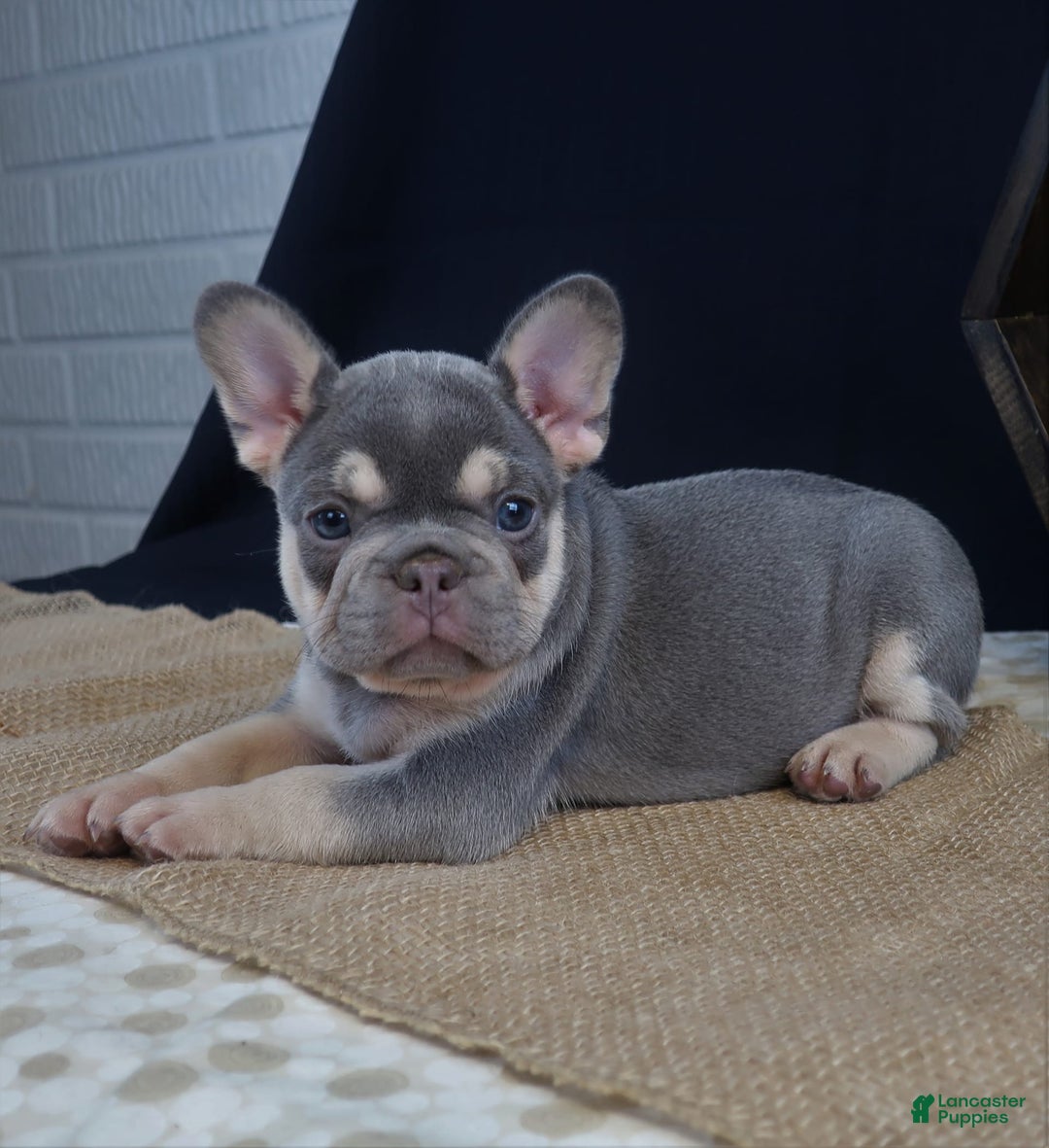 French Bulldog dogs for sale: Skye - Image 1