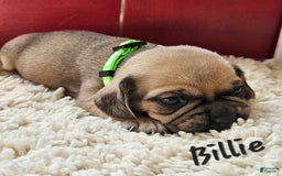 Puggle dogs for sale: Billie - Image 3