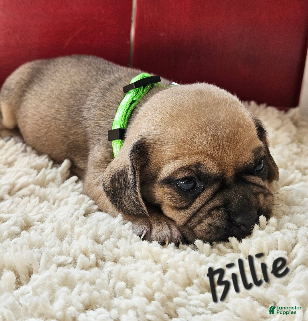 Puggle dogs for sale: Billie - Image 3