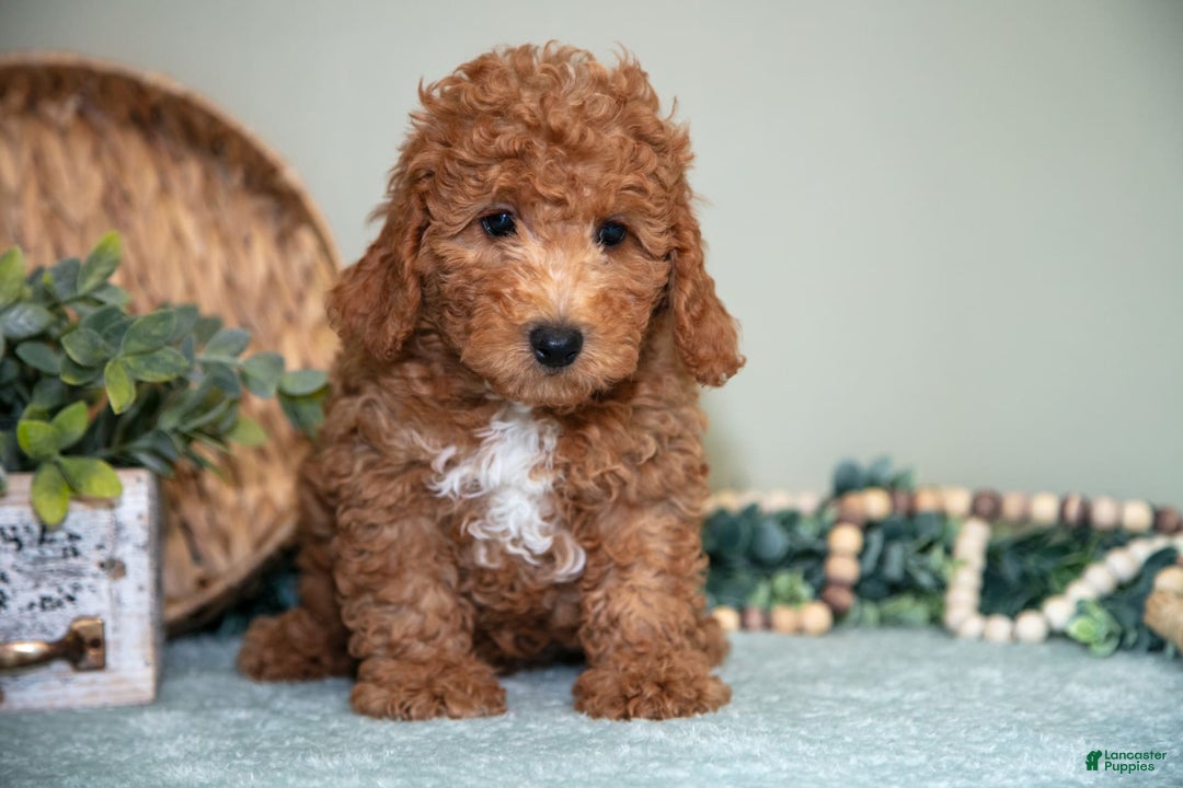 Cavapoo dogs for sale: Greg - Image 4