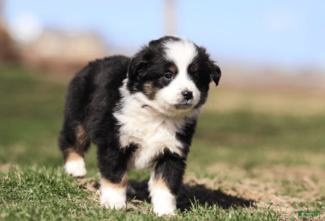 Miniature Australian Shepherd dogs for sale: Eisenhower - Image 12