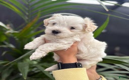 Maltipoo dogs for sale: Max - Image 1