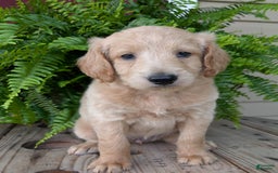 Goldendoodle dogs for sale: Bella - Image 2