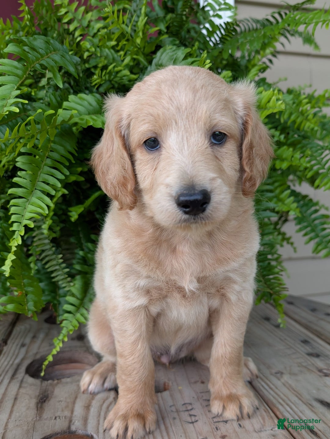 Goldendoodle dogs for sale: Bella - Image 2