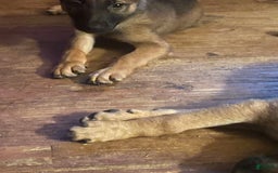 German Shepherd dogs for sale: Daisy - Image 8