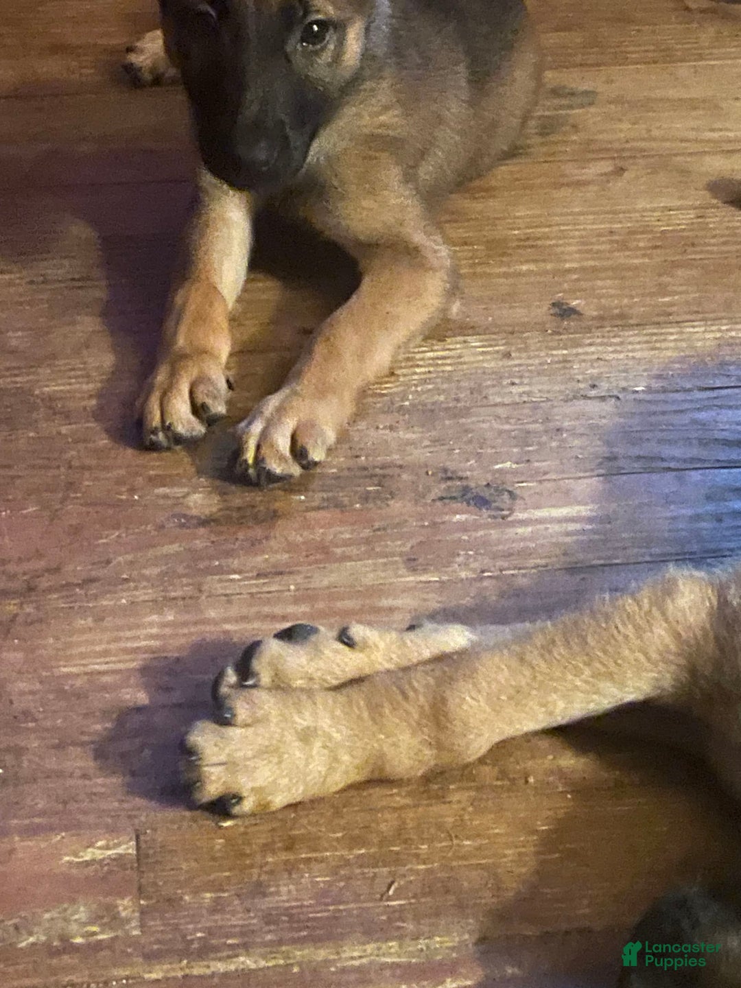 German Shepherd dogs for sale: Daisy - Image 8