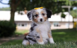 Mini Bernedoodle dogs for sale: Arya - Image 3