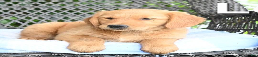 Les