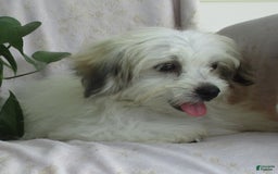Morkie dogs for sale: Oliver - Image 1