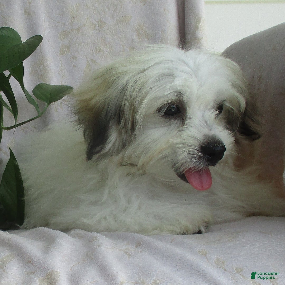 Morkie dogs for sale: Oliver - Image 1