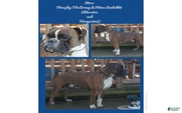 Boxer dogs for sale: Lilly European - Listing for pets: Beautiful European Health Tested Parents, Brady European Boxer health tested, Cream De Coco, Lilly European - Image 1