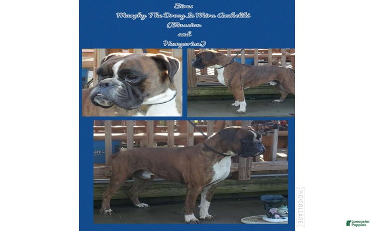 Boxer dogs - Advert 17