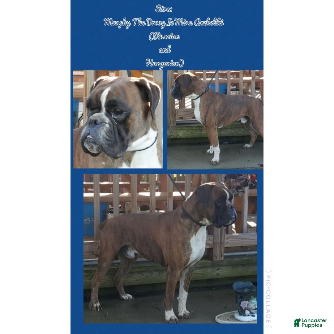Boxer dogs for sale: Lilly European - Listing for pets: Beautiful European Health Tested Parents, Brady European Boxer health tested, Cream De Coco, Lilly European - Image 1