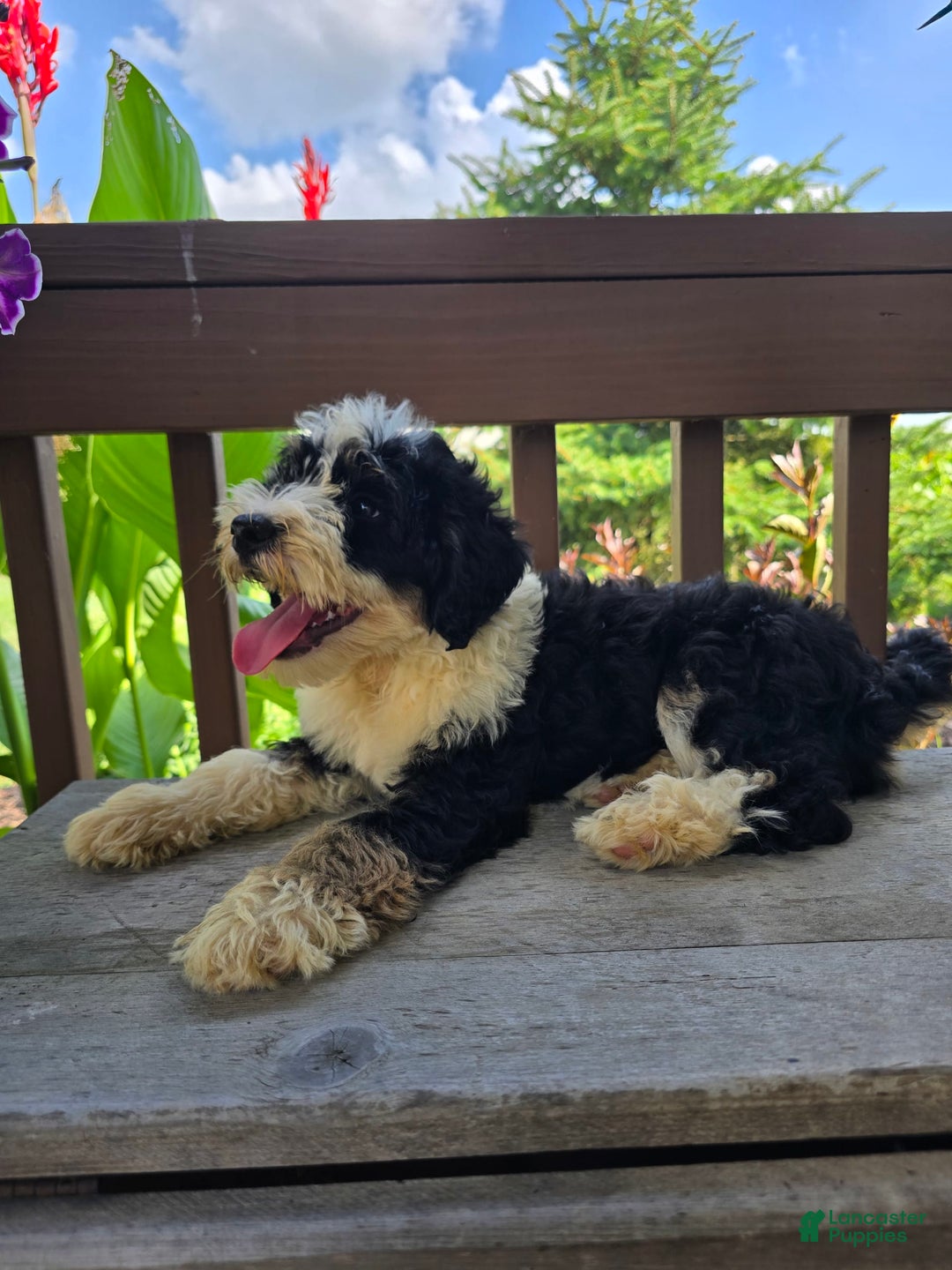 Bernedoodle dogs for sale: Candy - Image 4