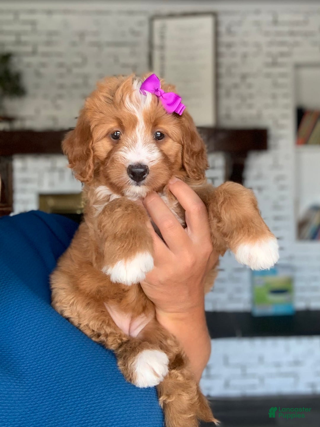 Bernedoodle dogs for sale: Autumn - Image 6