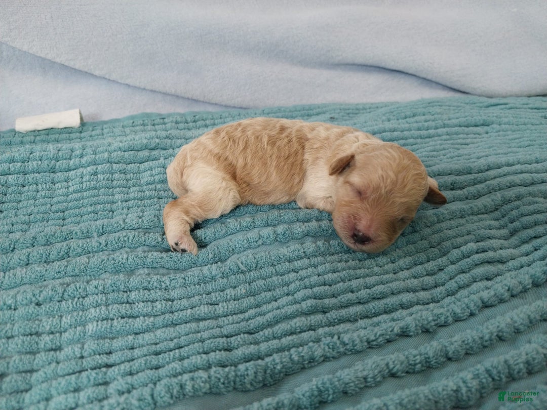 Toy Poodle dogs for sale: Kubby - Image 9