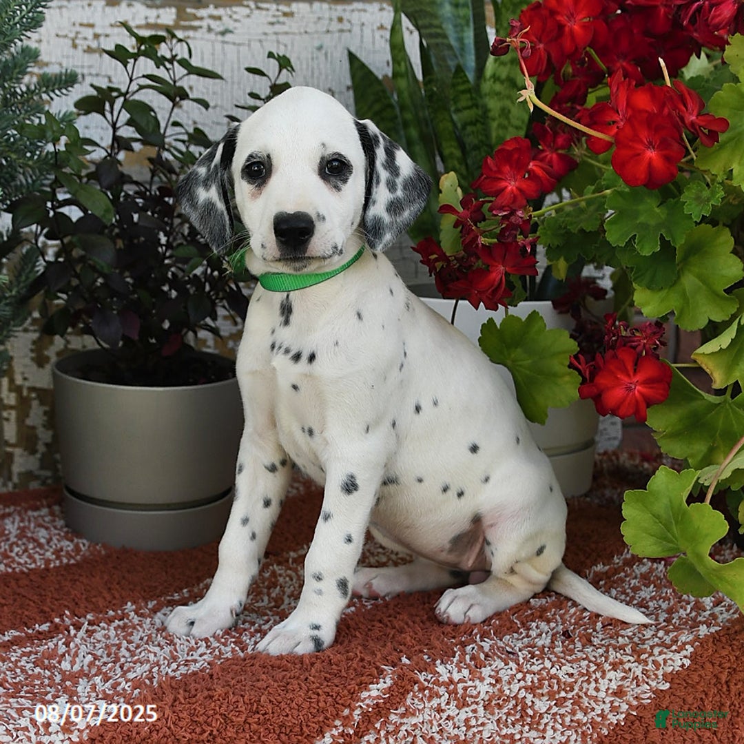 Dalmatian dogs for sale: Bella - Image 1