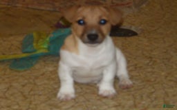 Jack Russell Terrier dogs for sale: Foster - Image 2