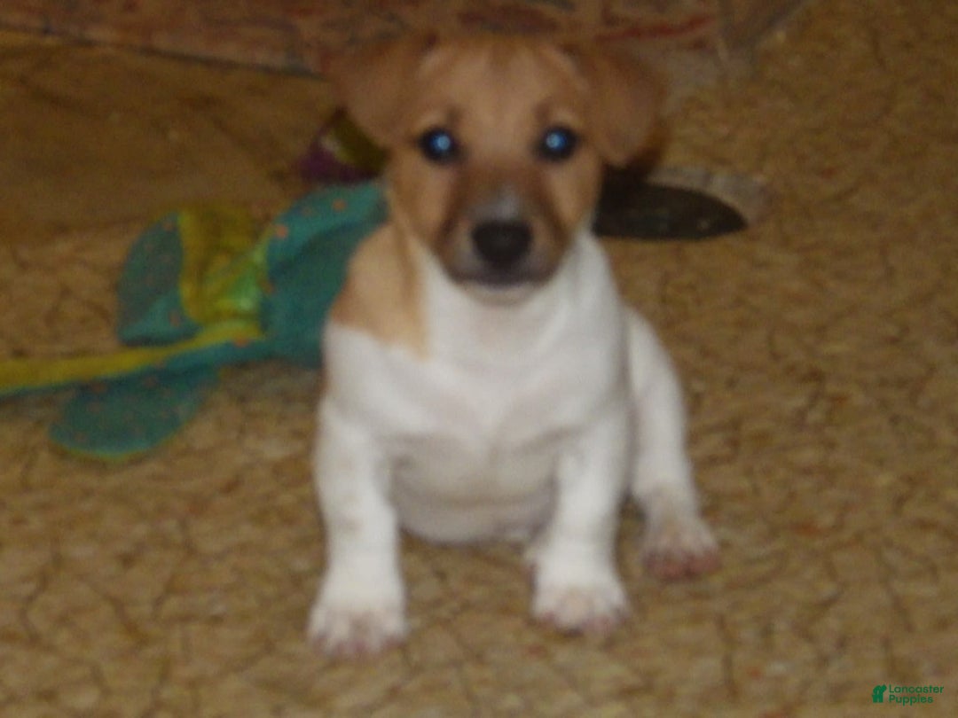 Jack Russell Terrier dogs for sale: Foster - Image 2
