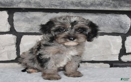Cavapoo dogs for sale: Cavapoo 5 puppies - Image 25