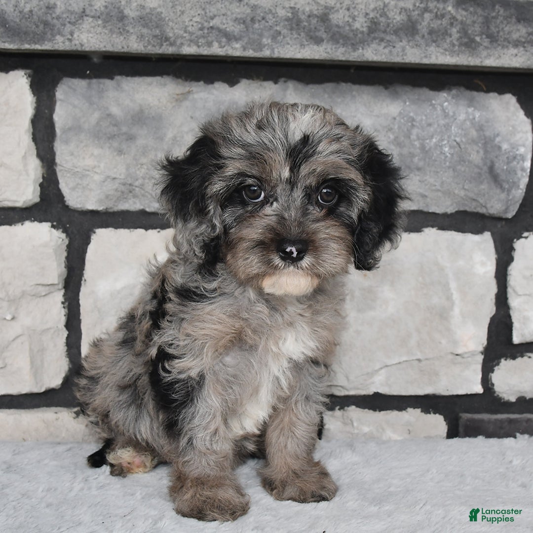 Cavapoo dogs for sale: Cavapoo 5 puppies - Image 25