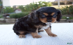 Cavalier King Charles Spaniel dogs for sale: Cooper - Image 3