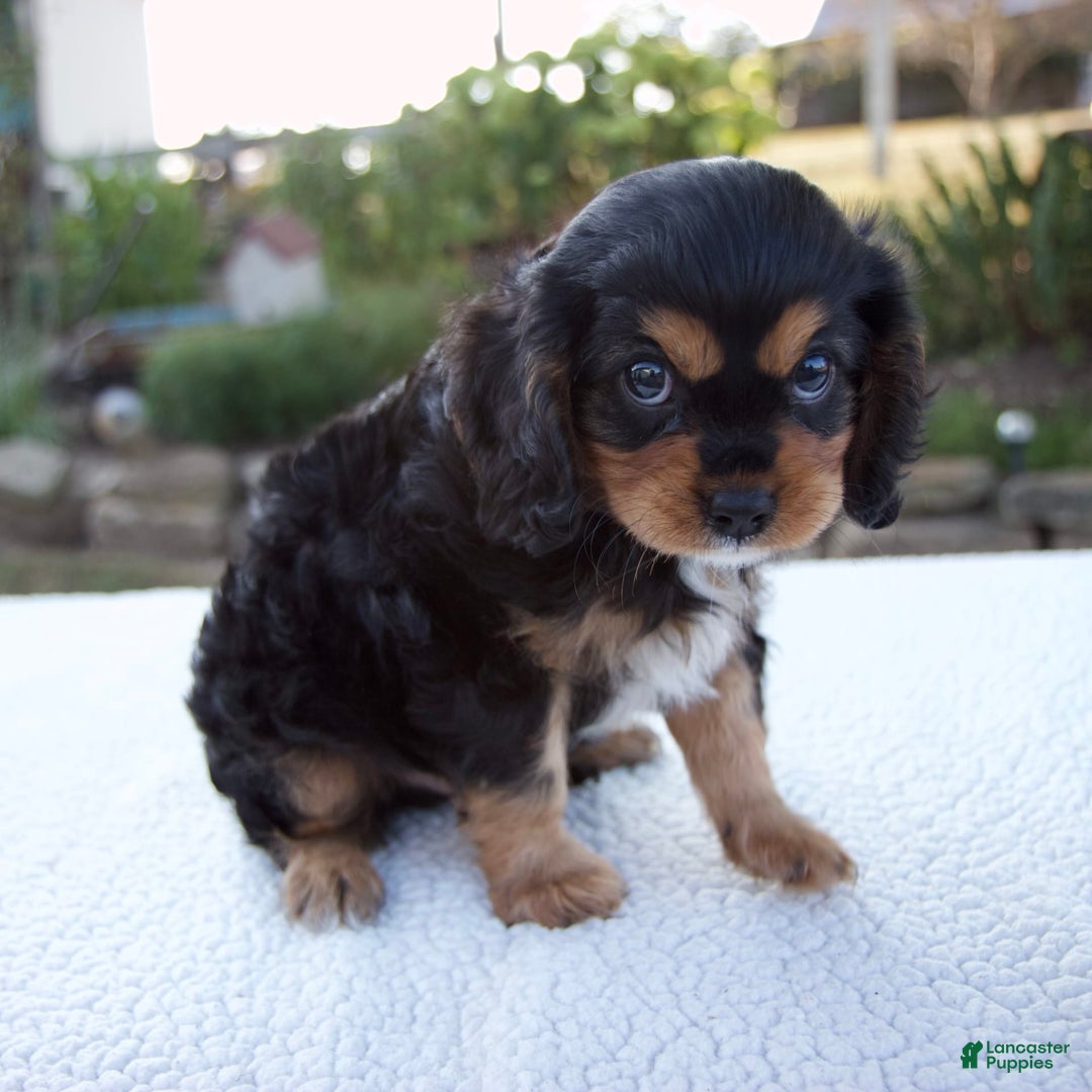 Cavalier King Charles Spaniel dogs for sale: Cooper - Image 3