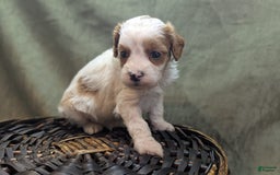 Cavapoo dogs for sale: Buzz - Image 6