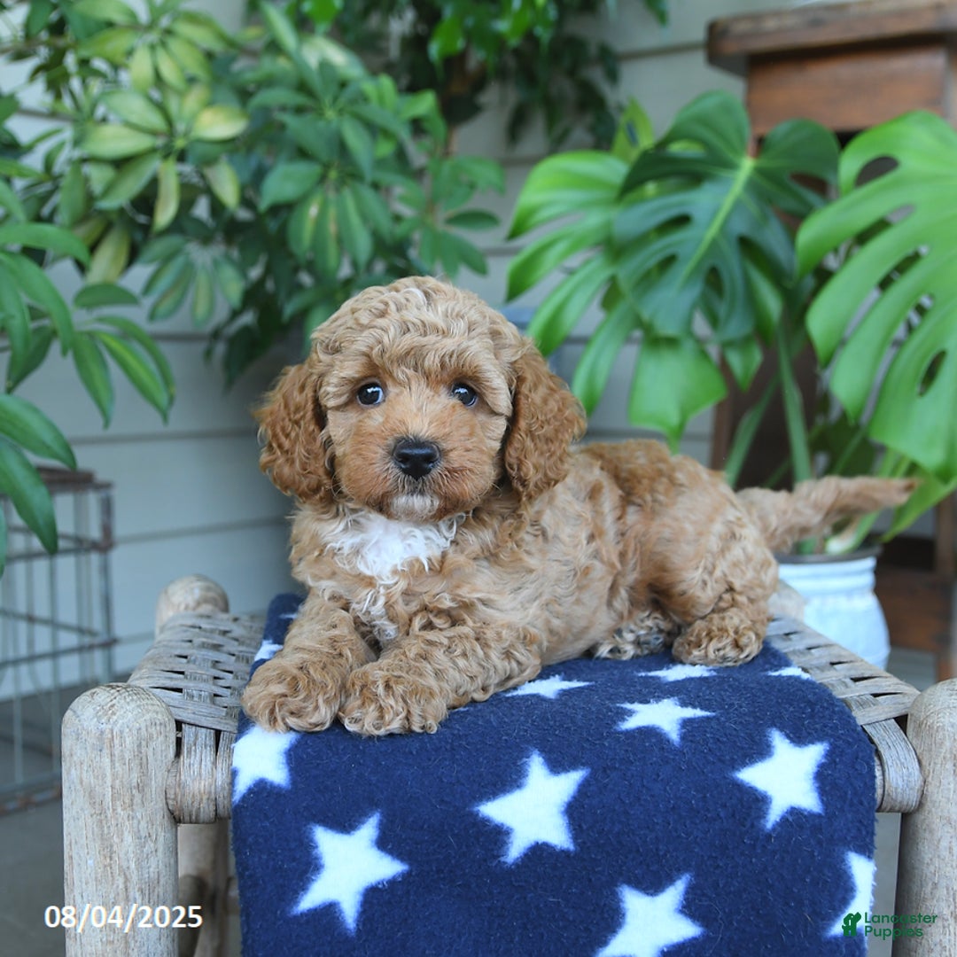 Miniature Poodle dogs for sale: Wyatt - Image 4