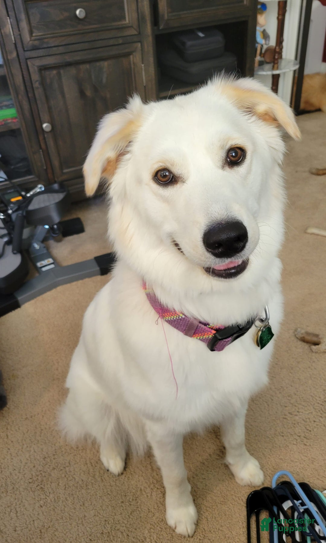 Goberian dogs for sale: Hotdog - Image 5