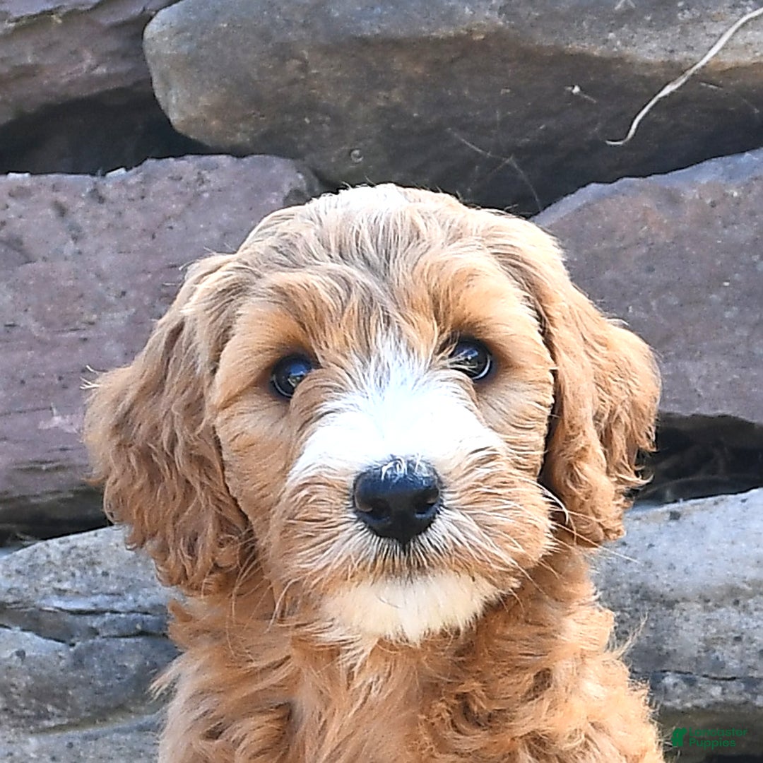 Mini Goldendoodle dogs for sale: Sophie - Image 3