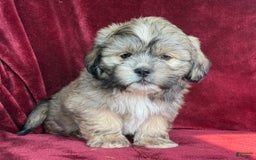 Shih Tzu dogs for sale: Dick - Image 2