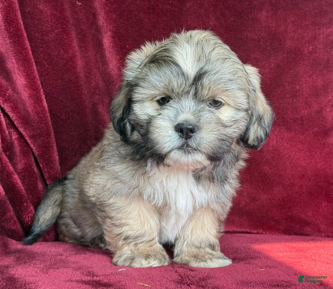 Shih Tzu dogs for sale: Dick - Image 2