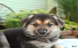 German Shepherd dogs for sale: Ocean - Image 3