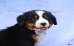 Bernese Mountain Dog dogs for sale: Samson - Image 13